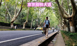 梧桐大道,穿越时光的绿色长廊